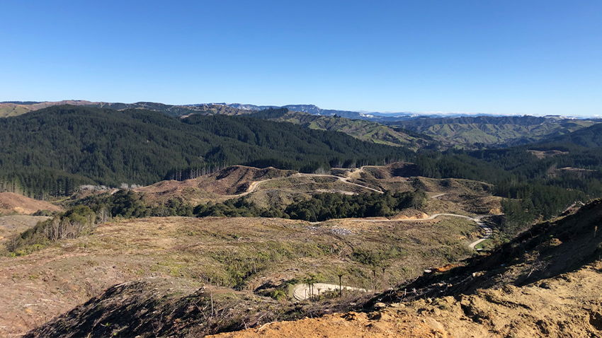 Waingake Native Restoration Program Update